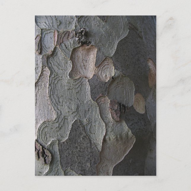 Tree Bark macro photography Postcard (Front)