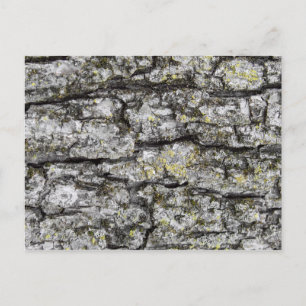 Tree Bark Postcard