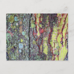 Tree Bark Postcard