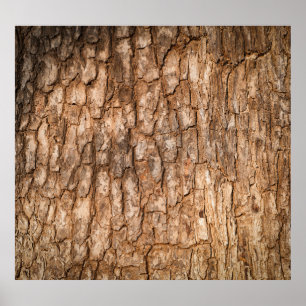 Tree bark texture, natural wood background. poster