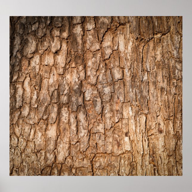 Tree bark texture, natural wood background. poster (Front)