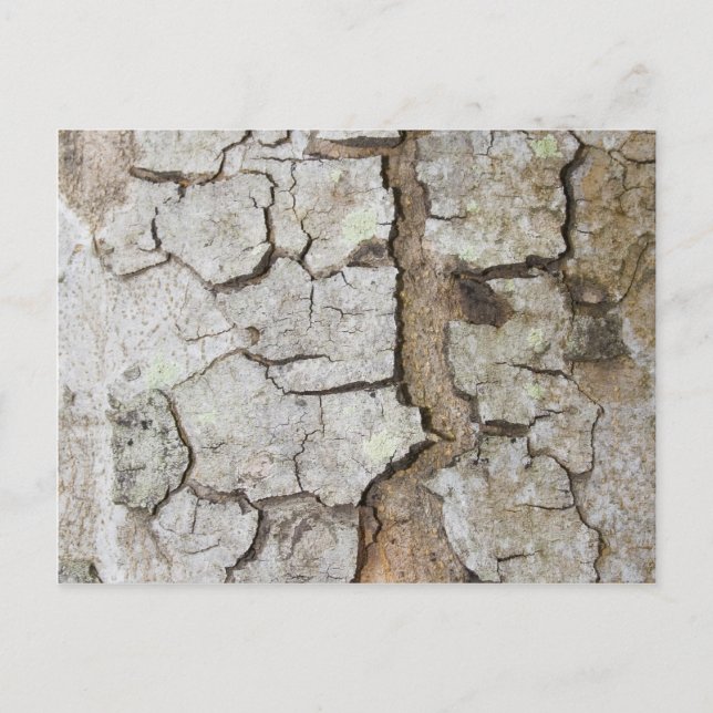 Tree bark texture postcard (Front)