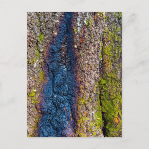 Tree Bark with Bold Blue Streak and Moss Postcard