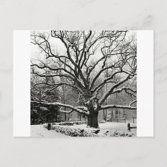 Tree Bedford Oak New York City Postcard (Front)