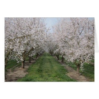 Tree Blossoms