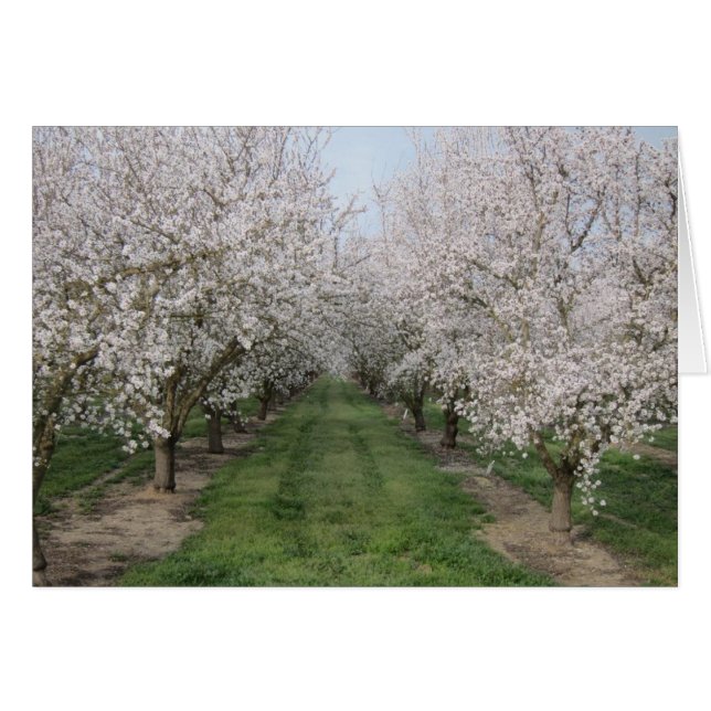 Tree Blossoms (Front Horizontal)