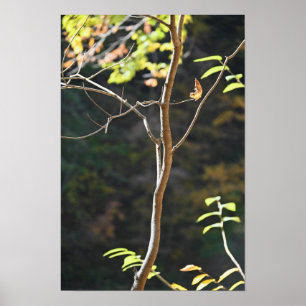 Tree Branches Poster