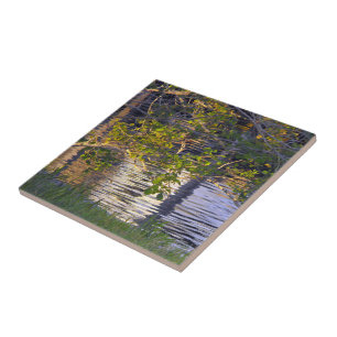 Tree Branches, Sunlight, Reflection Tile