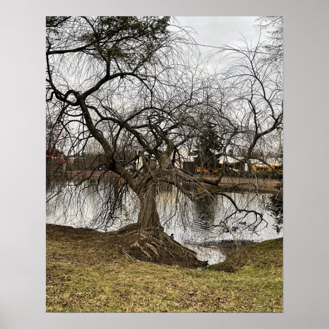 Tree by Pond Poster (Front)