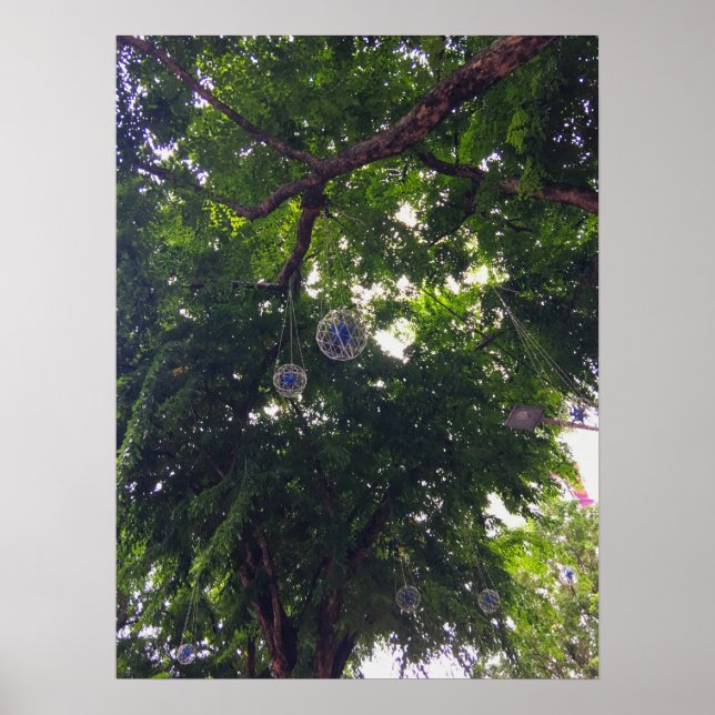 Tree Canopy Hanging Decorative Orbs Urban Nature Poster (Front)
