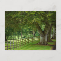 tree cart in Ireland