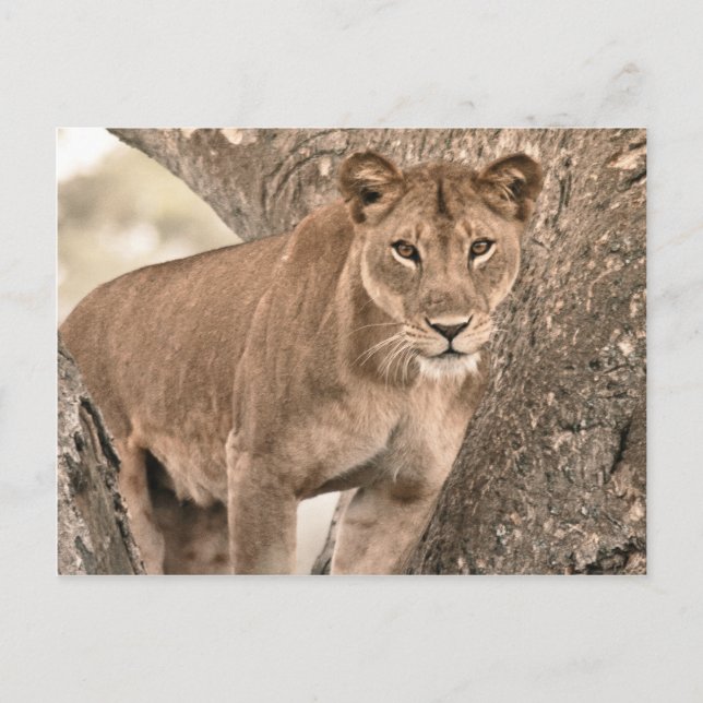 Tree-climbing lion, Uganda Africa Postcard (Front)