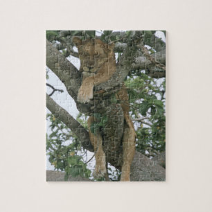 Tree climbing lioness (Panthera leo), Queen Jigsaw Puzzle