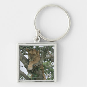 Tree climbing lioness (Panthera leo), Queen Keychain