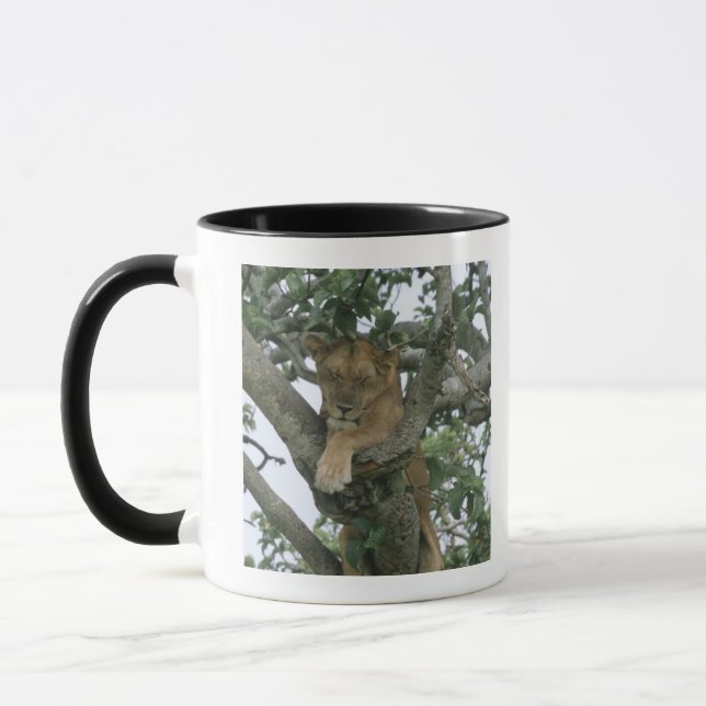 Tree climbing lioness (Panthera leo), Queen Mug (Left)