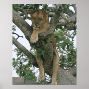 Tree climbing lioness (Panthera leo), Queen Poster