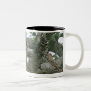 Tree climbing lioness (Panthera leo), Queen Two-Tone Coffee Mug