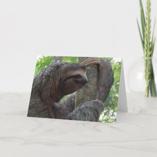 Tree Climbing Sloth Greeting Card