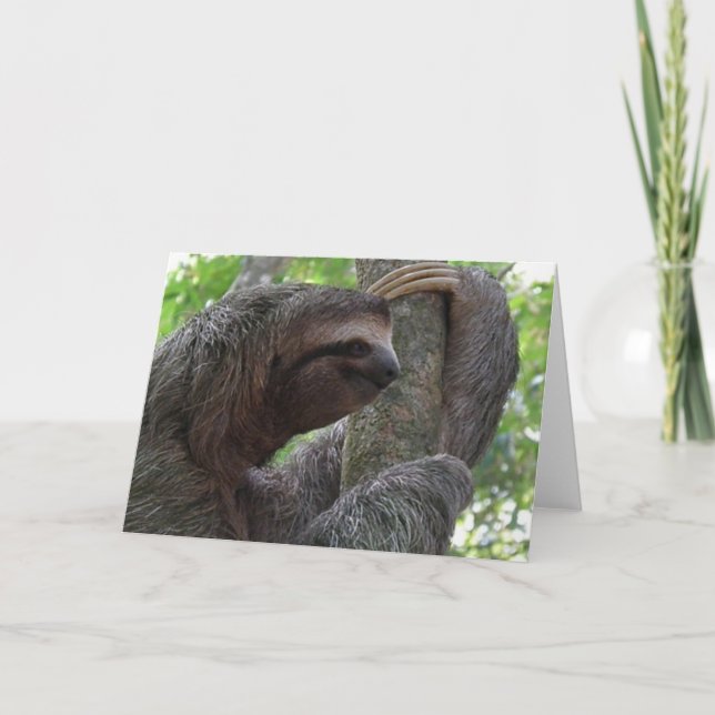 Tree Climbing Sloth Greeting Card (Front)