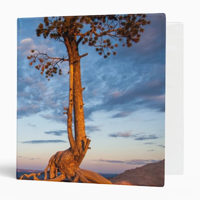 Tree Clings to Ledge, Bryce Canyon National Park Binder (Front/Inside)
