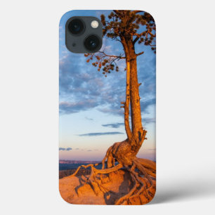 Tree Clings to Ledge, Bryce Canyon National Park iPhone 13 Case