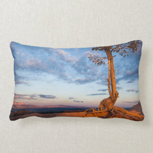 Tree Clings to Ledge, Bryce Canyon National Park Lumbar Pillow