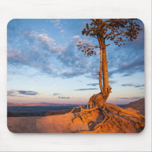 Tree Clings to Ledge, Bryce Canyon National Park Mouse Pad