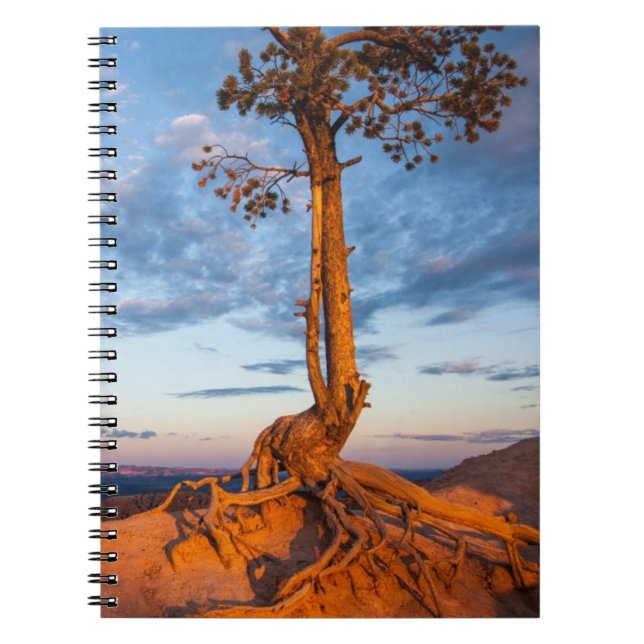 Tree Clings to Ledge, Bryce Canyon National Park Notebook (Front)