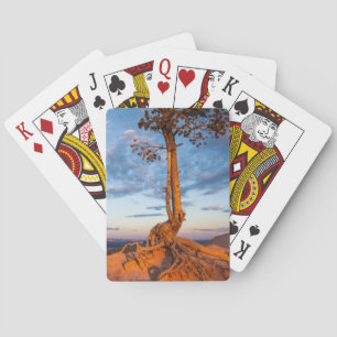 Tree Clings to Ledge, Bryce Canyon National Park Playing Cards