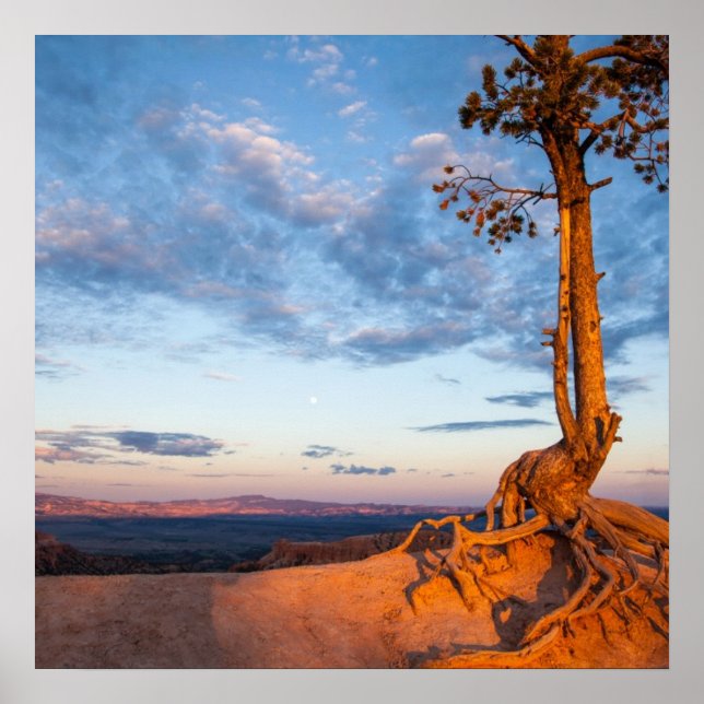 Tree Clings to Ledge, Bryce Canyon National Park Poster (Front)