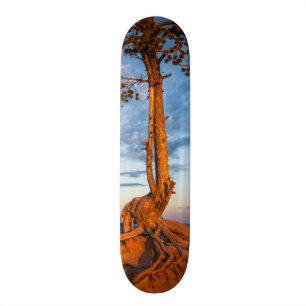 Tree Clings to Ledge, Bryce Canyon National Park Skateboard
