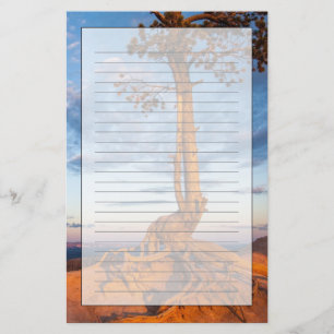 Tree Clings to Ledge, Bryce Canyon National Park Stationery