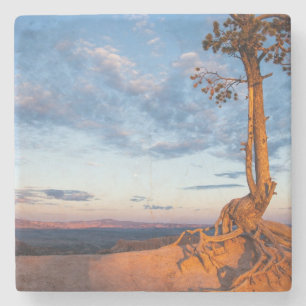 Tree Clings to Ledge, Bryce Canyon National Park Stone Coaster