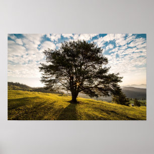 Tree, dawn. Beautiful nature scenery Poster