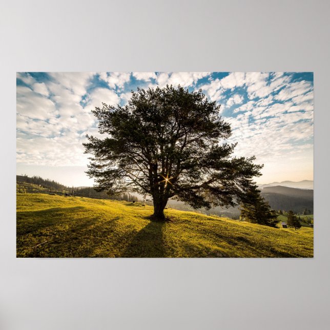 Tree, dawn. Beautiful nature scenery Poster (Front)