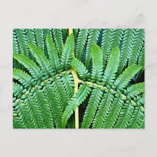 Tree Fern Frond Postcard (Front)
