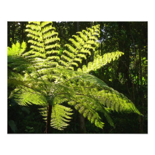 Tree Fern in the Rainforest Photo Print