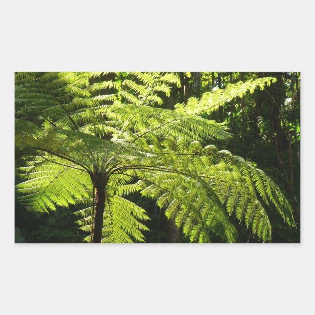 Tree Fern in the Rainforest Sticker (Front)