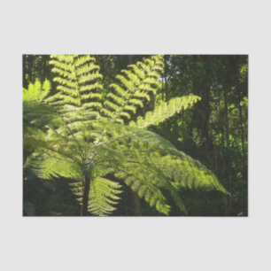 Tree Fern in the Rainforest Tissue Paper