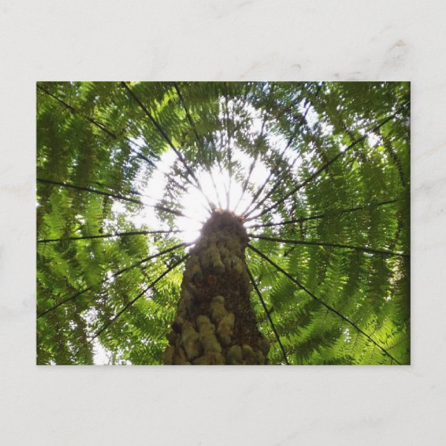 Tree Fern Postcard (Front)