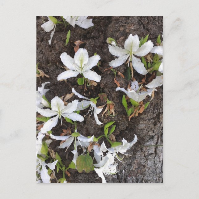 Tree flowers postcard (Front)