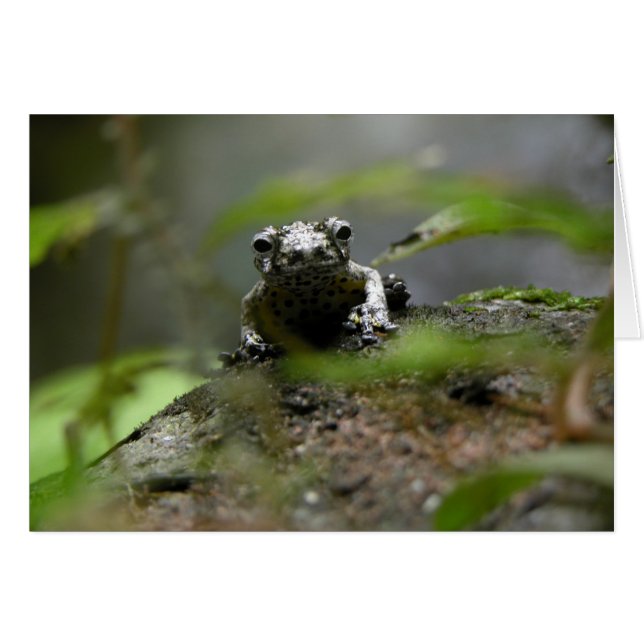 Tree Frog (Front Horizontal)