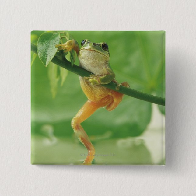 Tree Frog 2 Inch Square Button (Front)