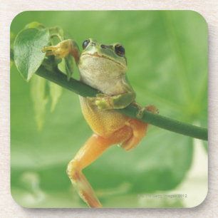 Tree Frog Coaster