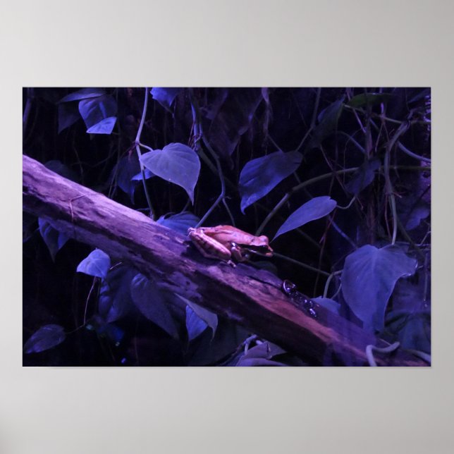 Tree Frog In Costa Rica Poster (Front)