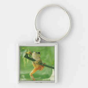 Tree Frog Keychain