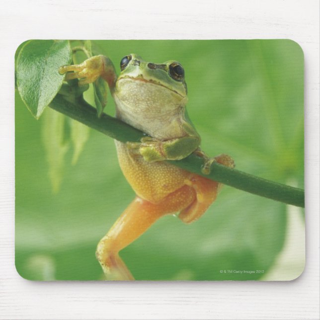 Tree Frog Mouse Pad (Front)