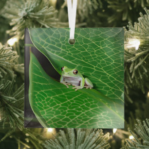 Tree Frog On A Leaf Glass Ornament