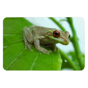 Tree frog on leaf Flexi Magnet