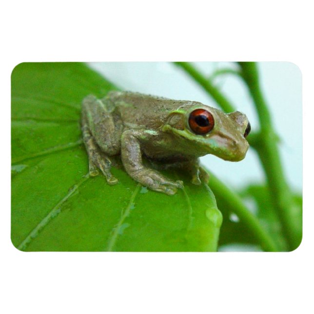Tree frog on leaf Flexi Magnet (Horizontal)